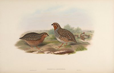 Perdicula argoondah door John Gould